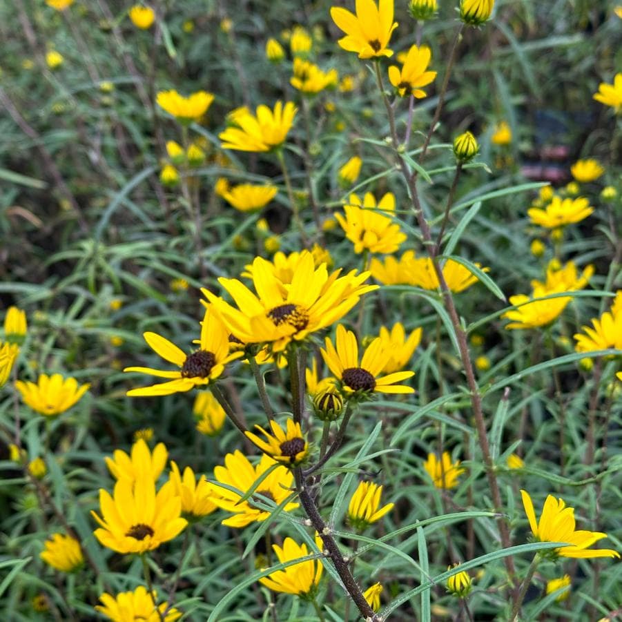 Image of Helianthus angustifolius — swamp sunflower
