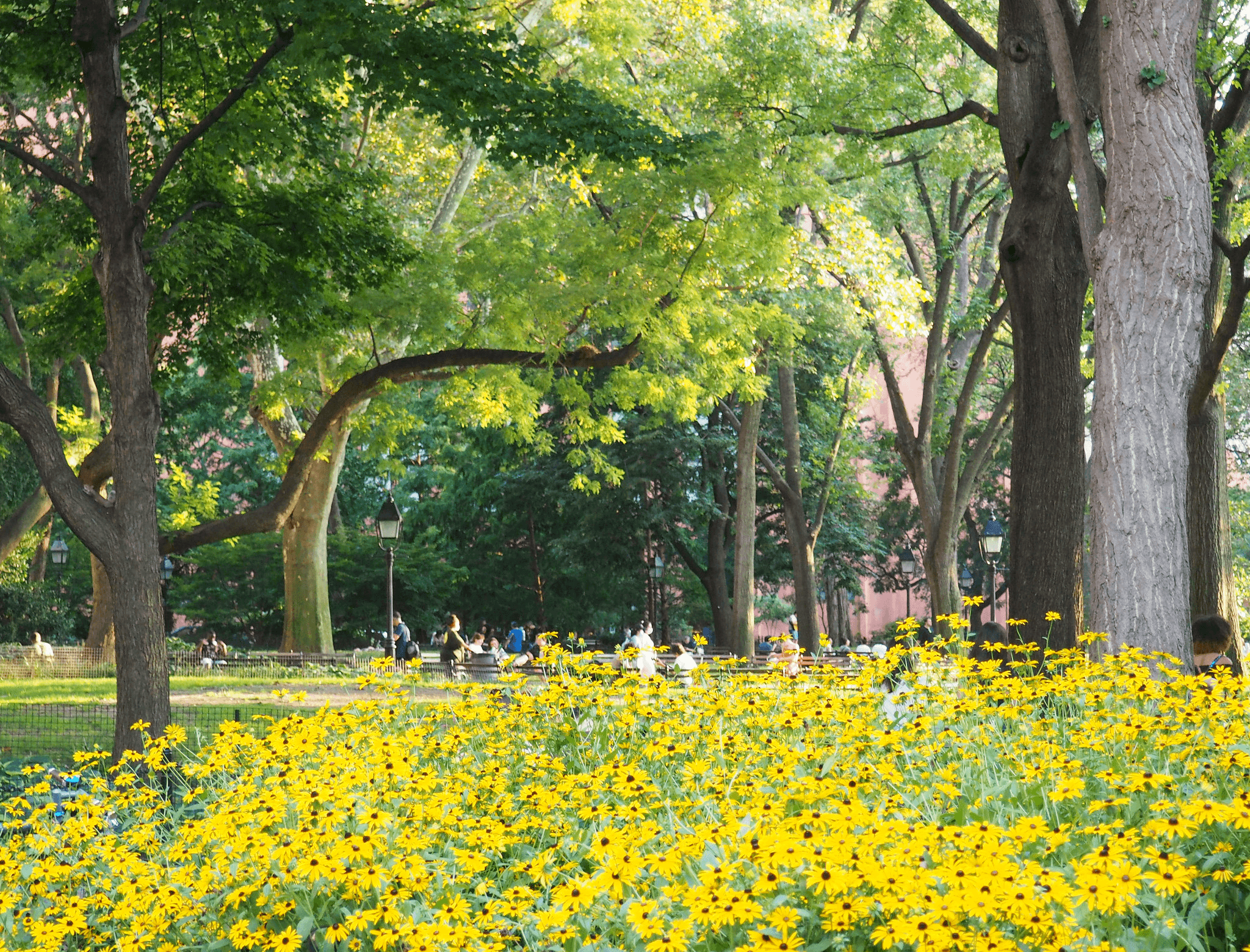 Flowers in Washington Square Park