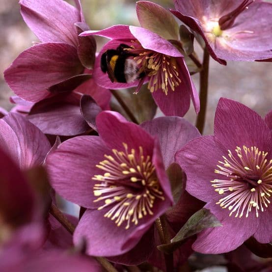Image of Helleborus spp. — hellebore / Lenten rose
