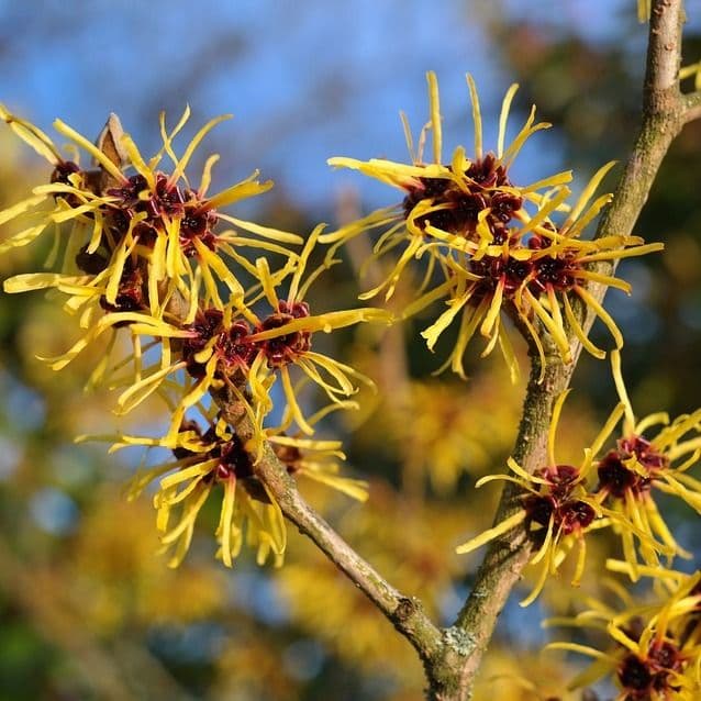 Image of Hamamelis spp. — witch hazel