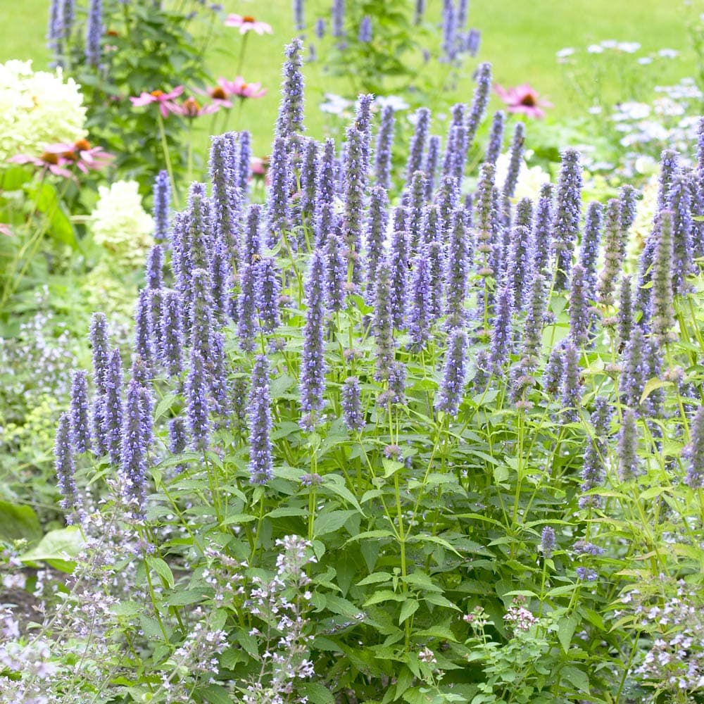 Image of Agastache hybrid — Blue Fortune