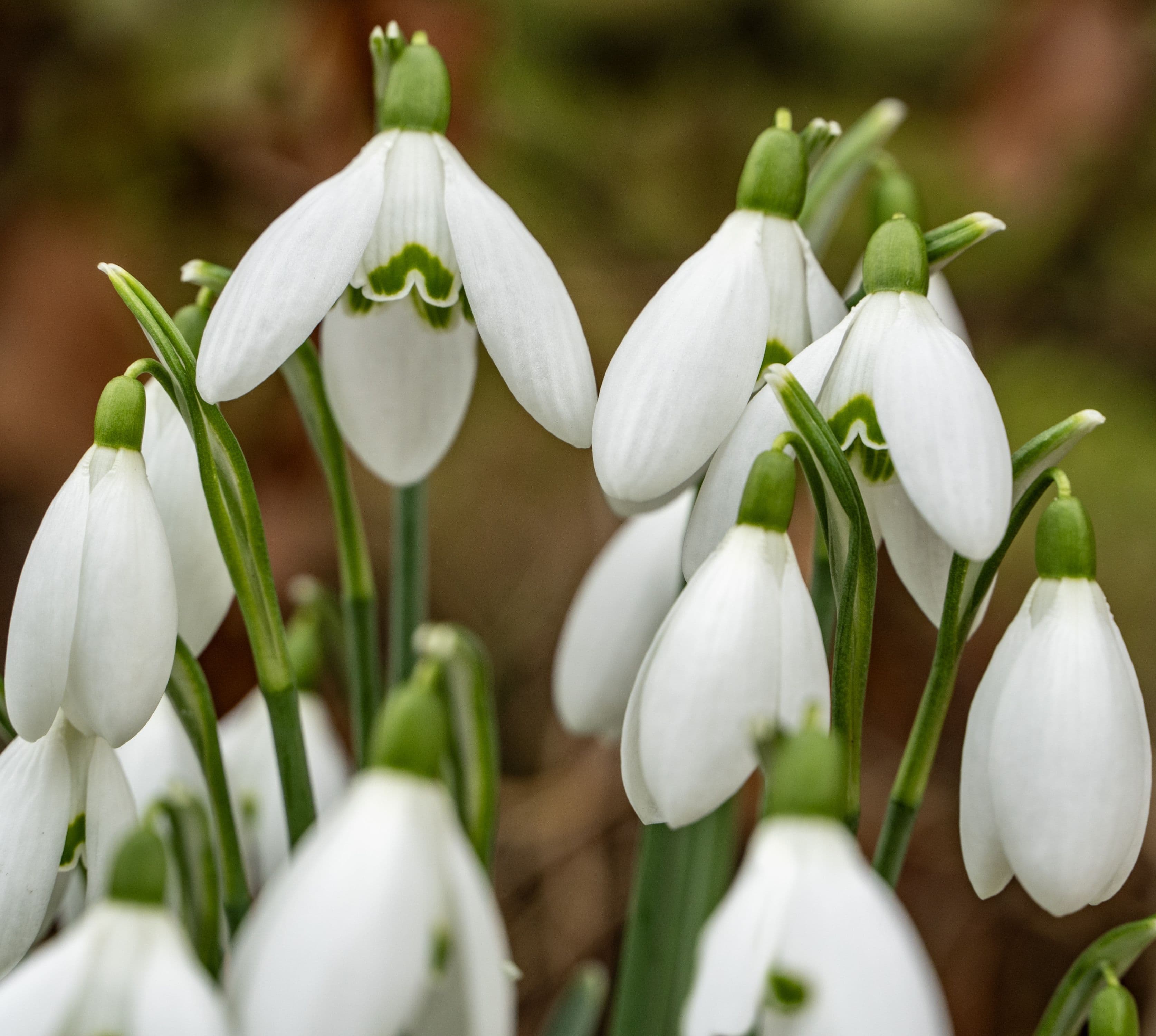 Image of Galanthus spp. — snowdrop