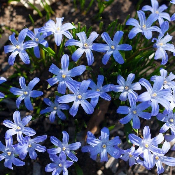 Image of Chionodoxa spp. — glory-of-the-snow