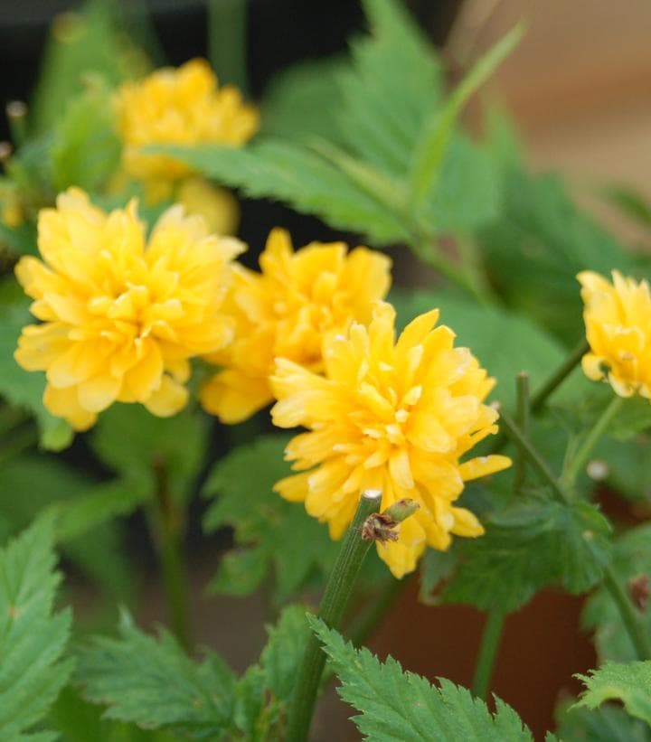 Image of Kerria japonica — Japanese kerria