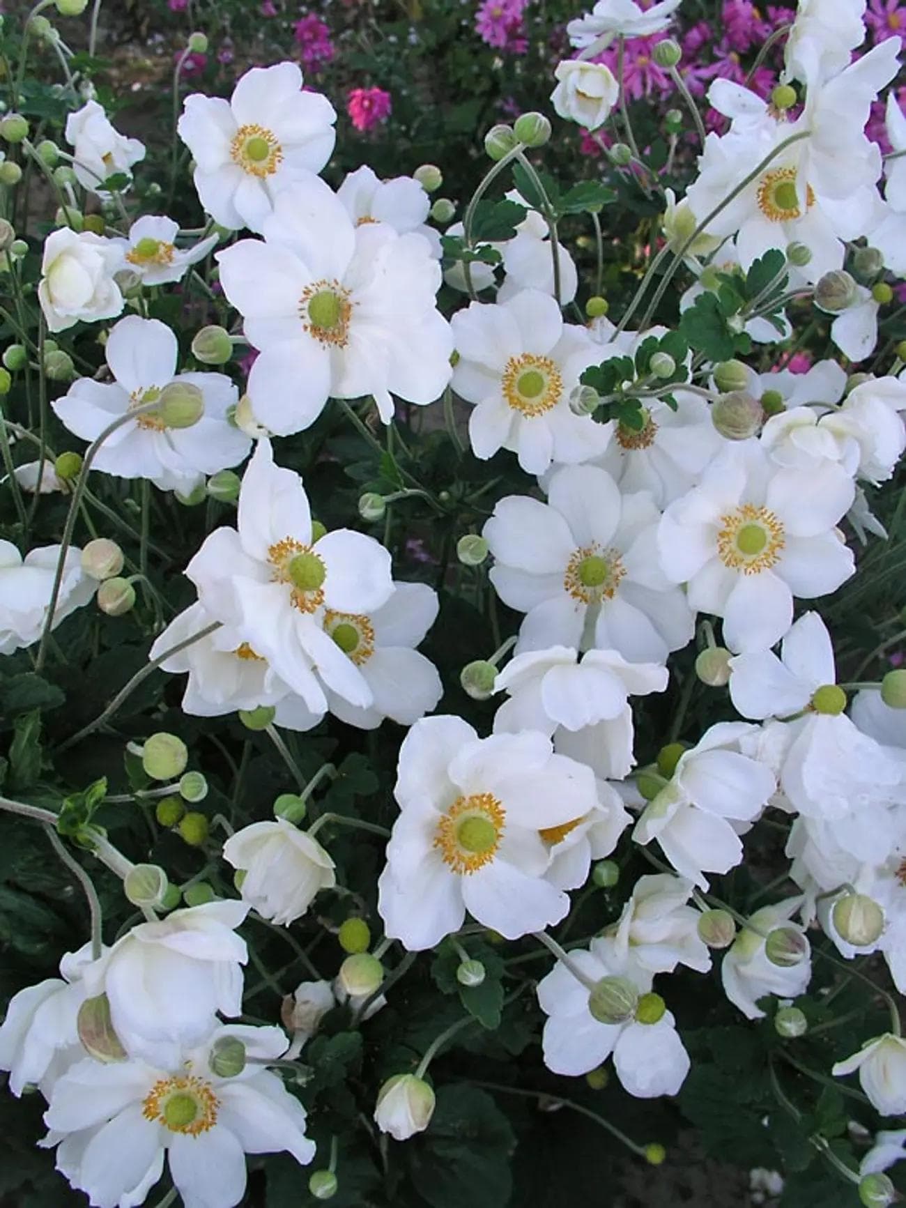 Image of Anemone hupehensis (or Anemone × hybrida group) — Japanese anemone