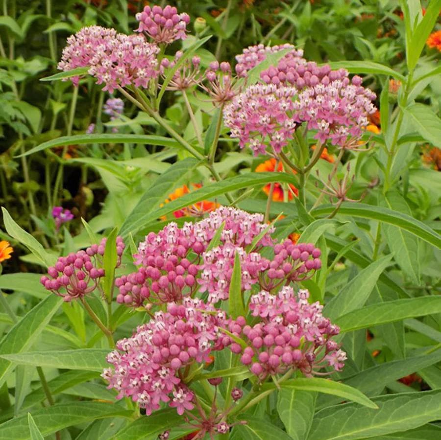 Image of Asclepias spp. — milkweed