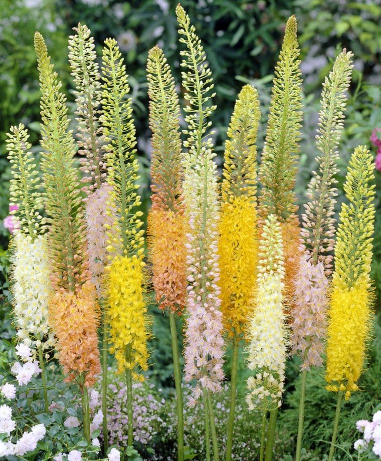 Image of Eremurus spp. — foxtail lily