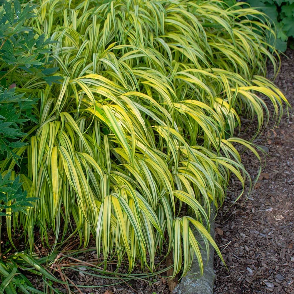 Image of Hakonechloa macra — Japanese forest grass / Hakone grass