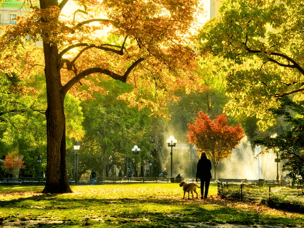Fall in Washington Square Park