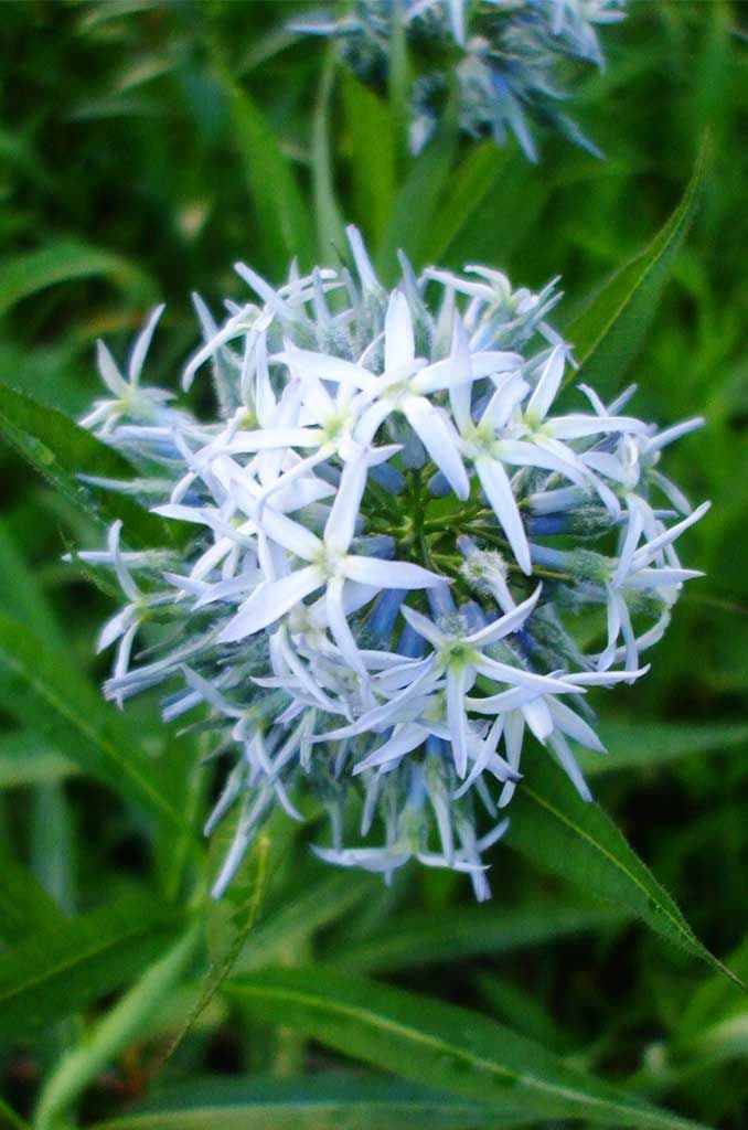 Image of Amsonia spp. — bluestar / amsonia