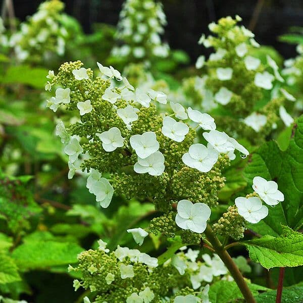 Image of Hydrangea quercifolia — oakleaf hydrangea