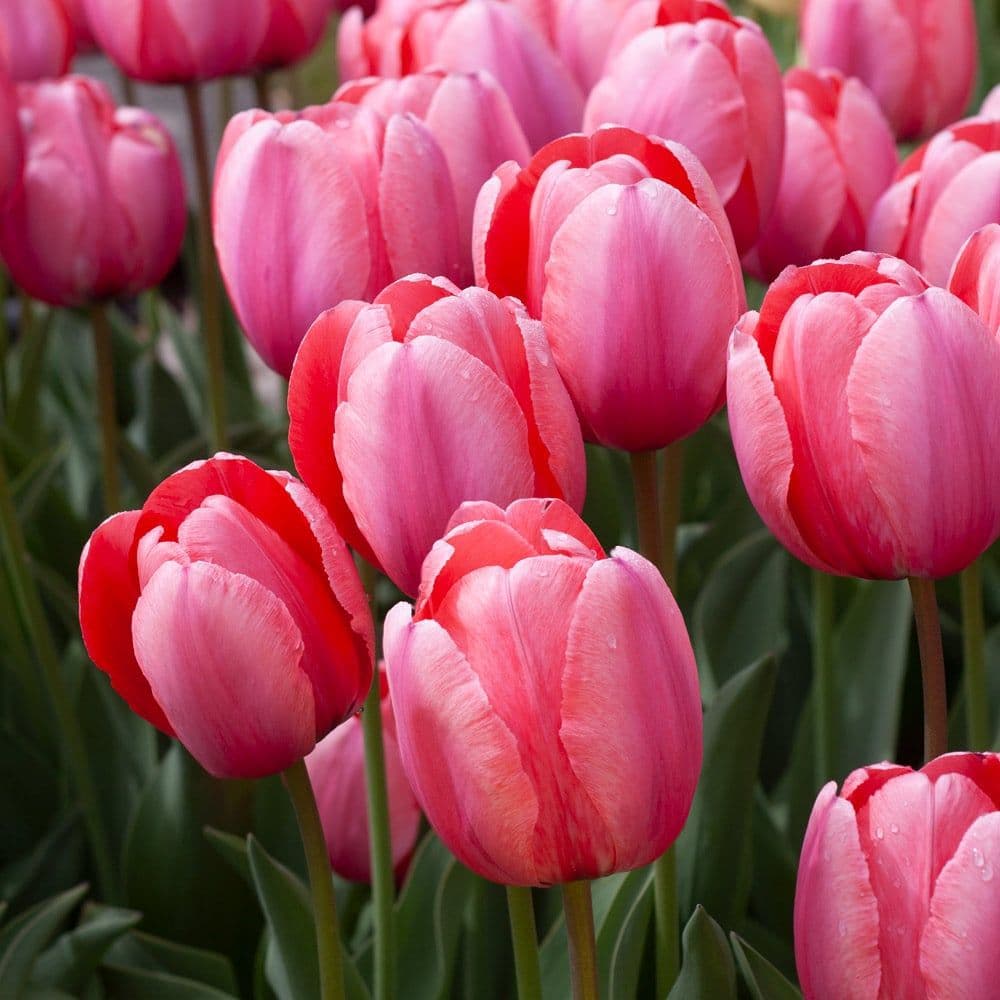 Image of Tulipa spp. — tulip