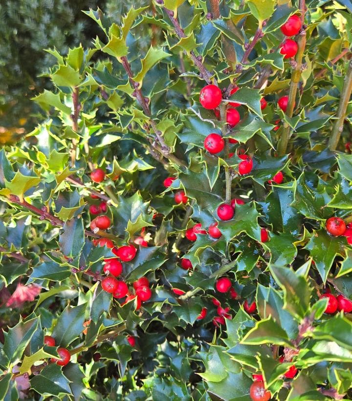 Image of Ilex spp. — holly