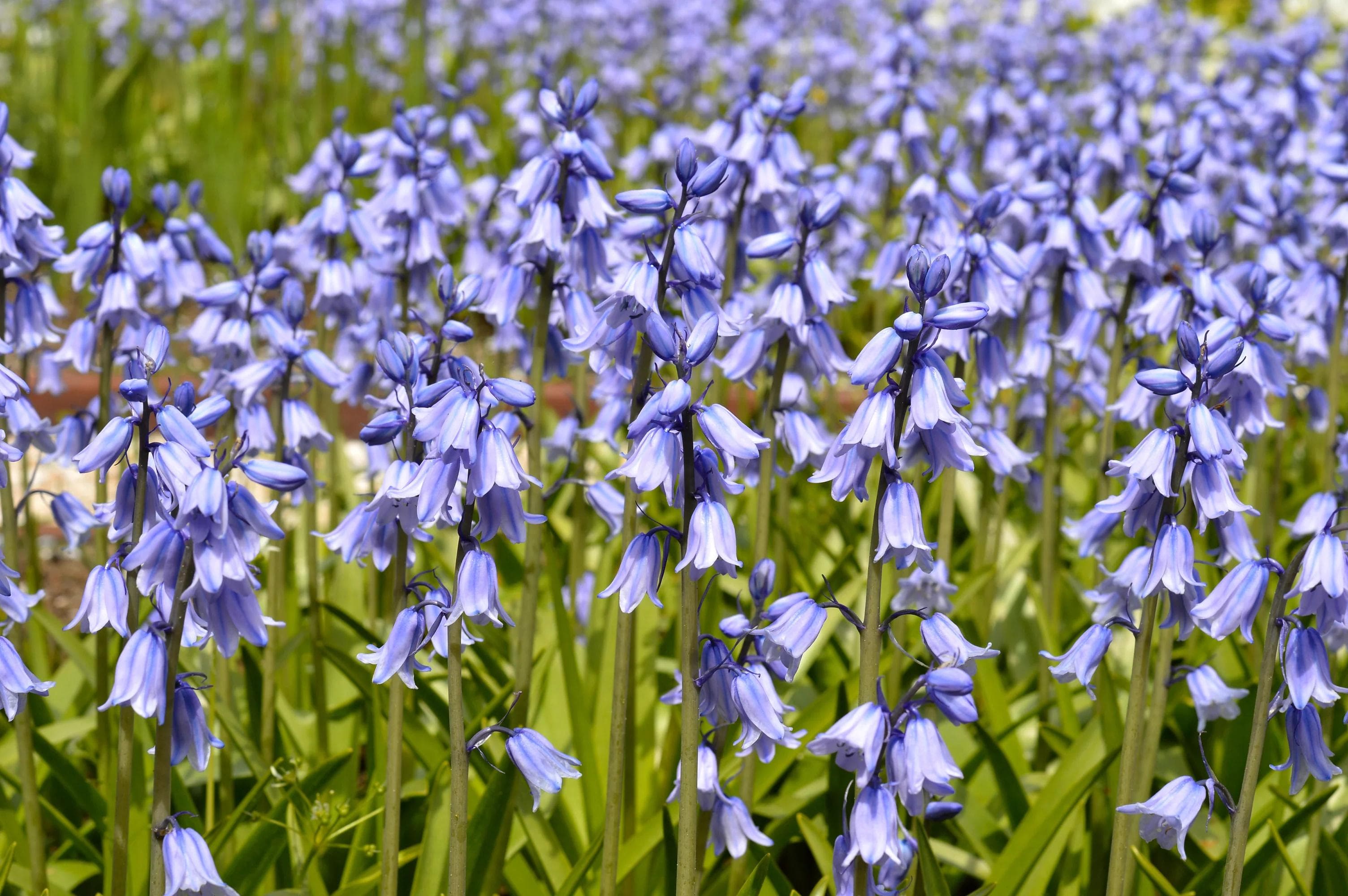 Image of Hyacinthoides spp. — Spanish bluebells