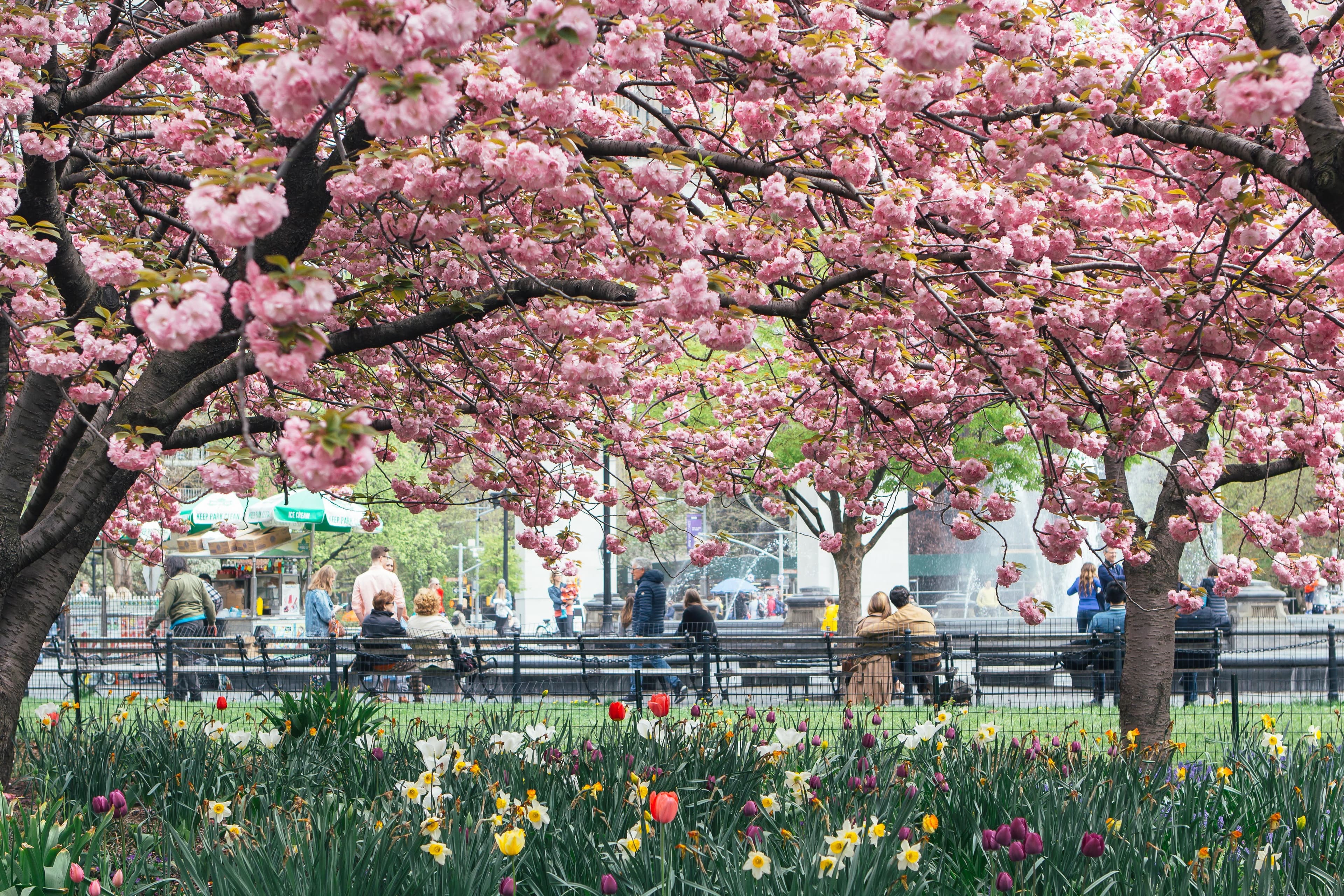 Washington Square Park in the spring