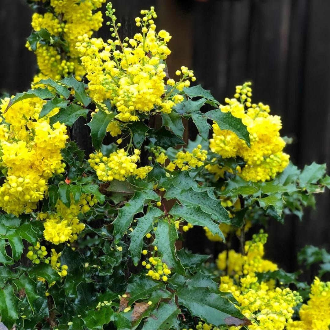 Image of Mahonia spp. — mahonia / Oregon grape-holly