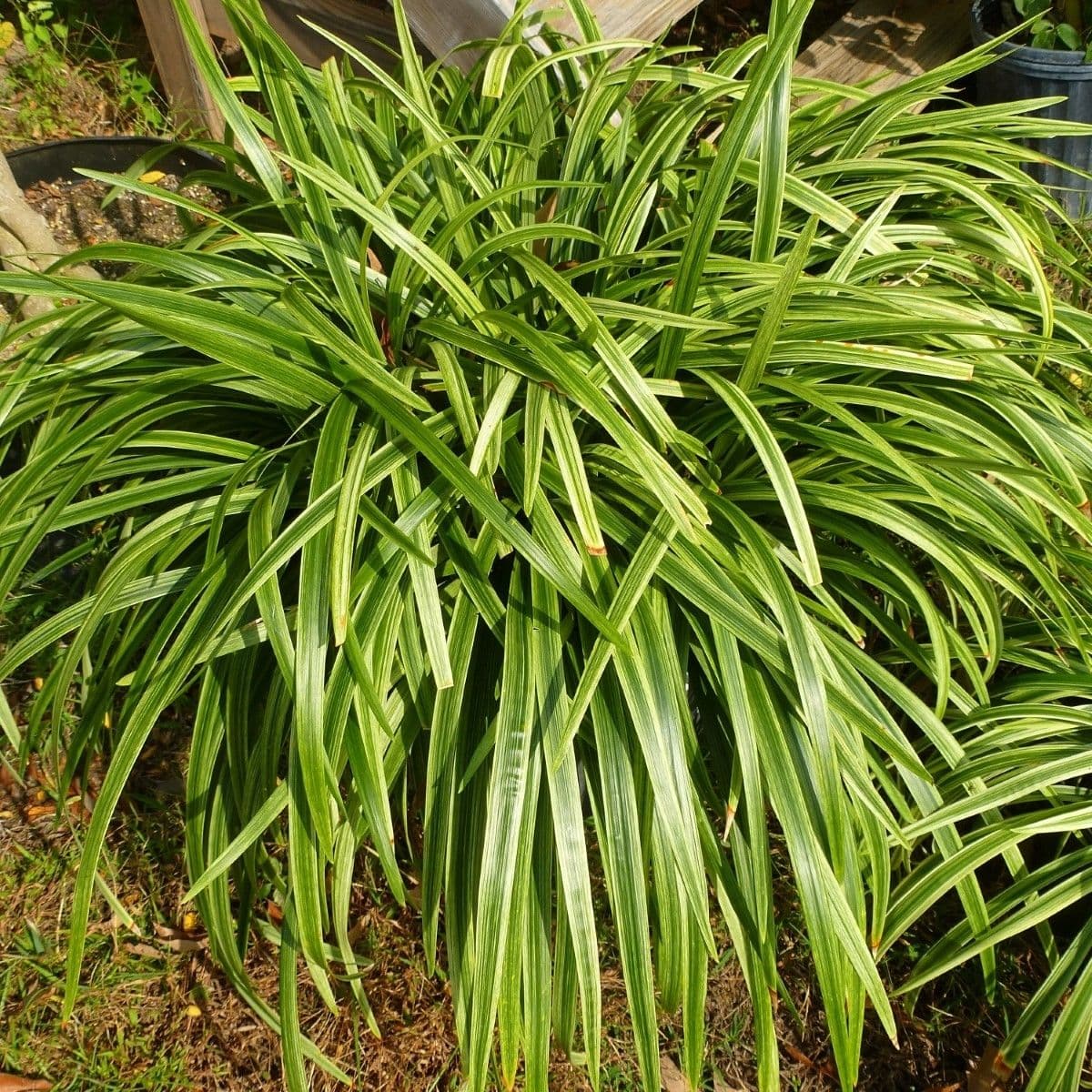 Image of Liriope spp. — lilyturf / liriope